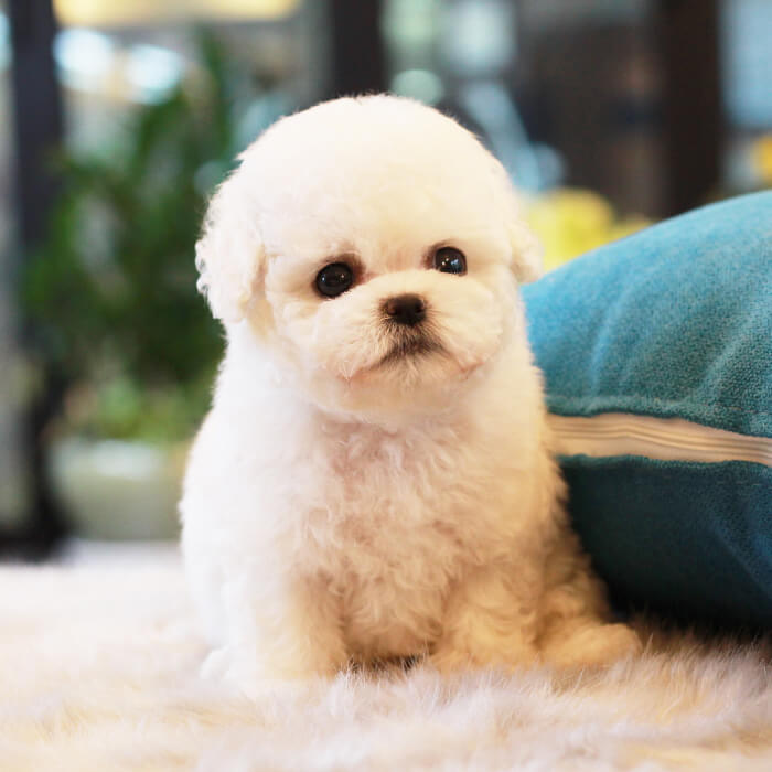 비숑프리제(Bichon Frise)