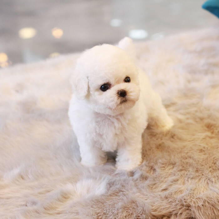 비숑프리제(Bichon Frise)