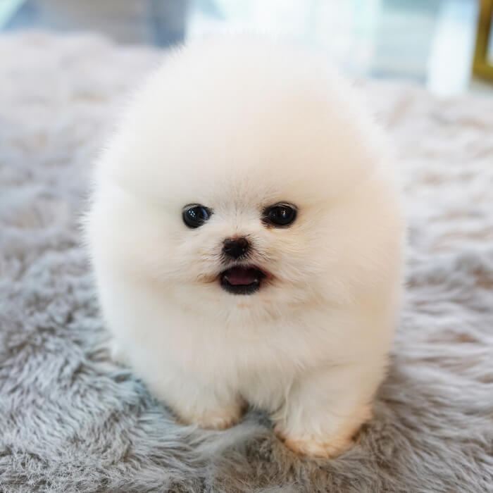 포메라니안(Pomeranian)