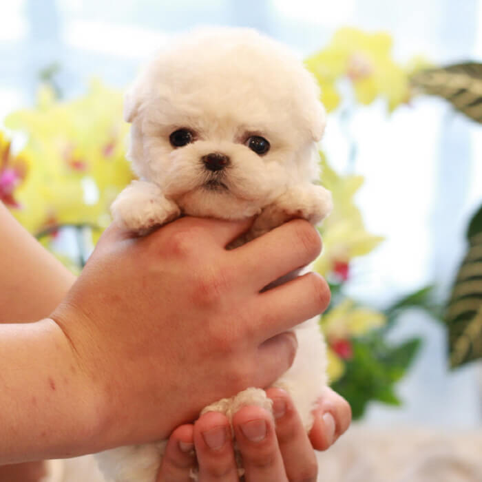 비숑프리제(Bichon Frise)