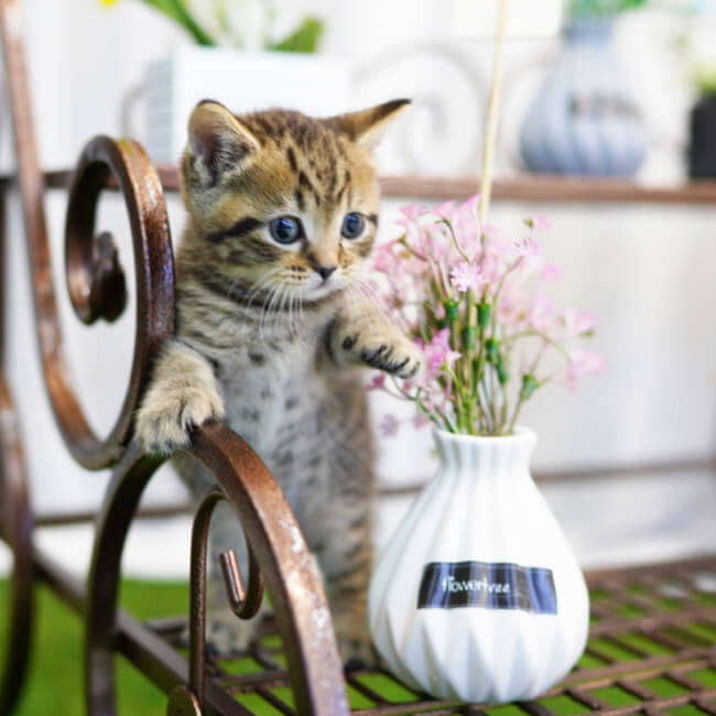 브리티시숏헤어(British Shorthair)