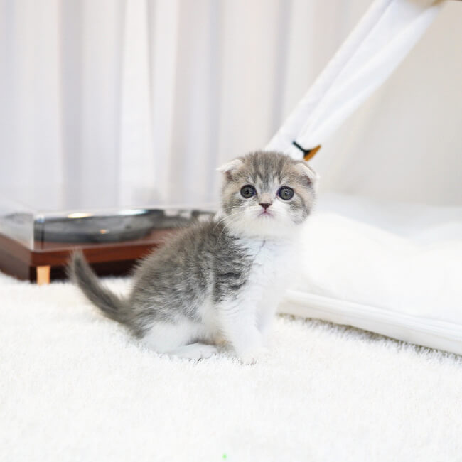 스코티쉬폴드(Scottish Fold)