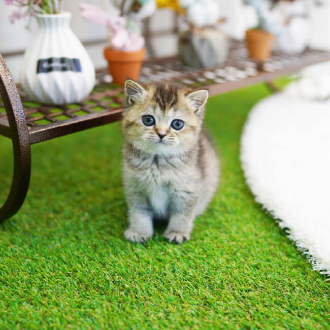 브리티시숏헤어(British Shorthair)