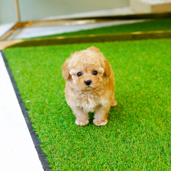 토이푸들(Toy Poodle)