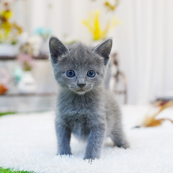 러시안블루(Russian Blue)