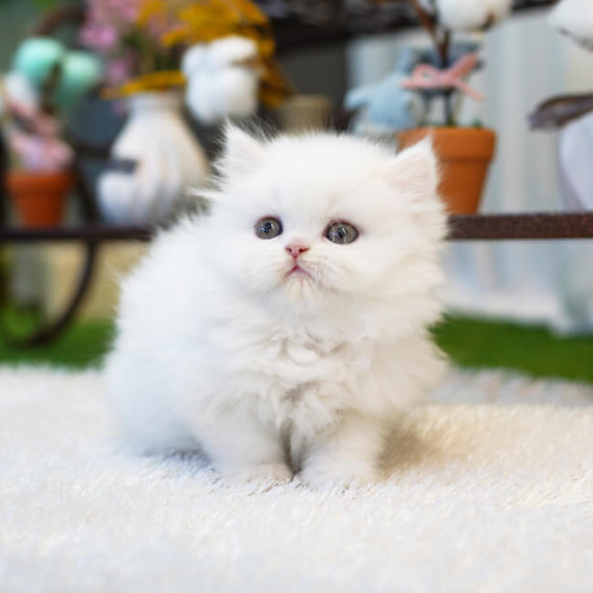 페르시안(Persian)