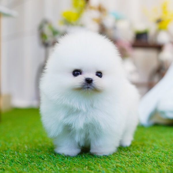 포메라니안(Pomeranian)