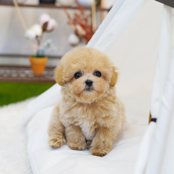 토이푸들(Toy Poodle)