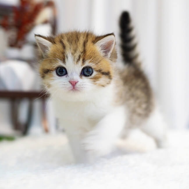 브리티시숏헤어(British Shorthair)