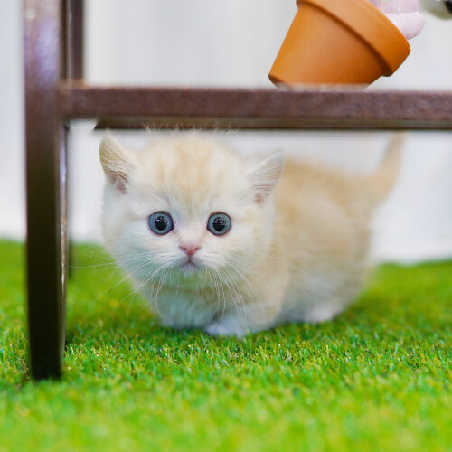 먼치킨(Munchkin)