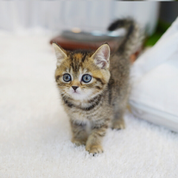 브리티시숏헤어(British Shorthair)