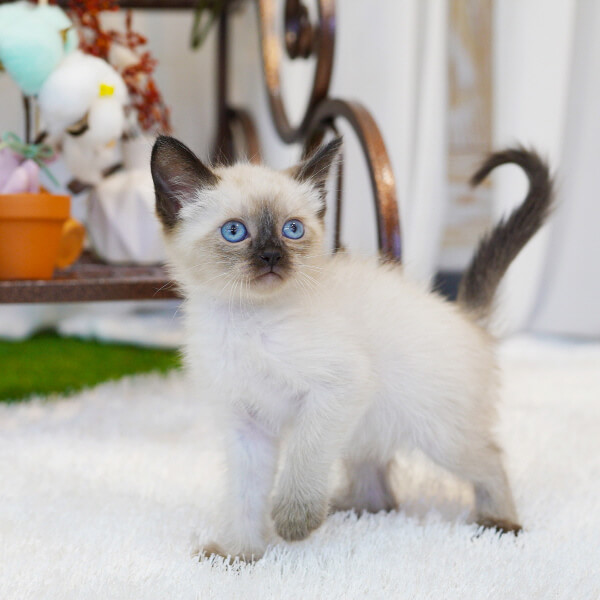 샴(Siamese)