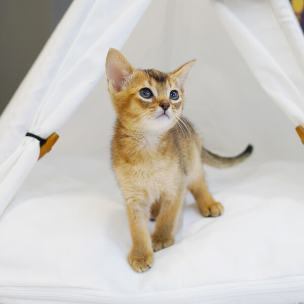 아비시니안(Abyssinian)