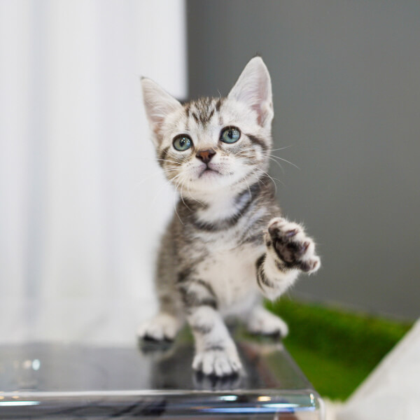 아메리칸숏헤어(American shorthair)