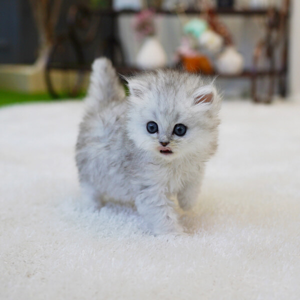 페르시안(Persian)