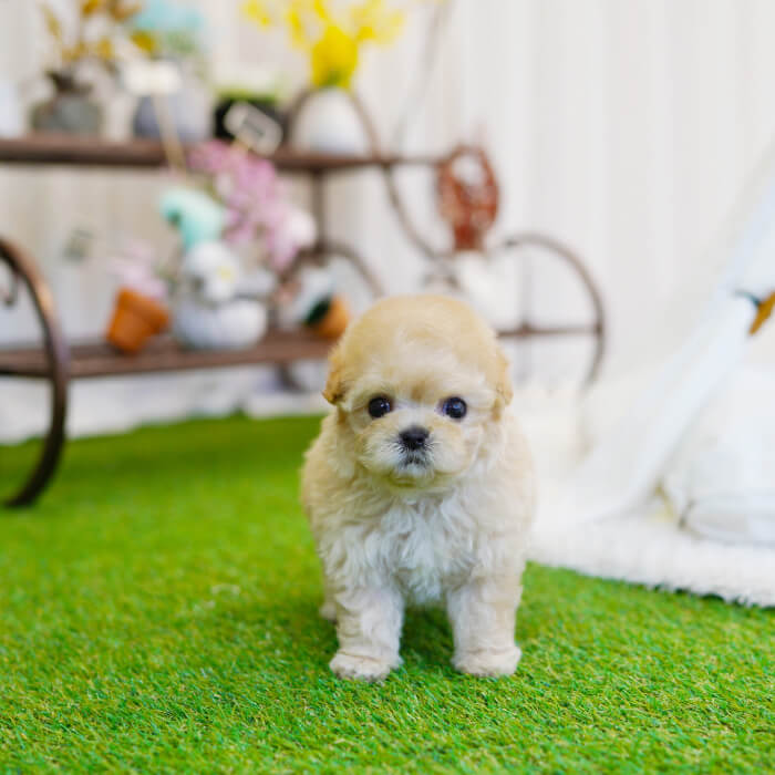 말티푸(Maltipoo)