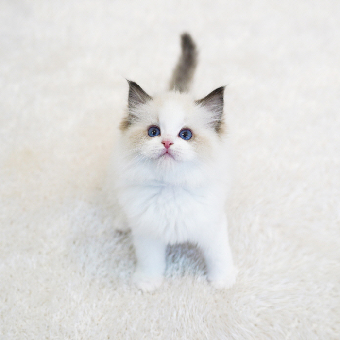 랙돌(Ragdoll)