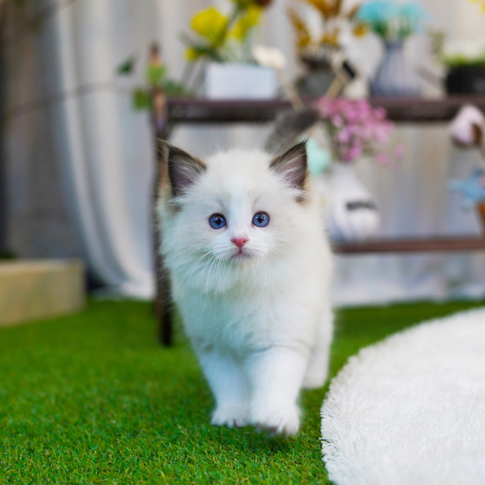 랙돌(Ragdoll)