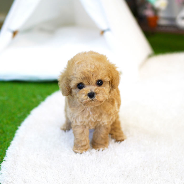 토이푸들(Toy Poodle)