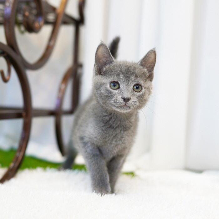 러시안블루(Russian Blue)