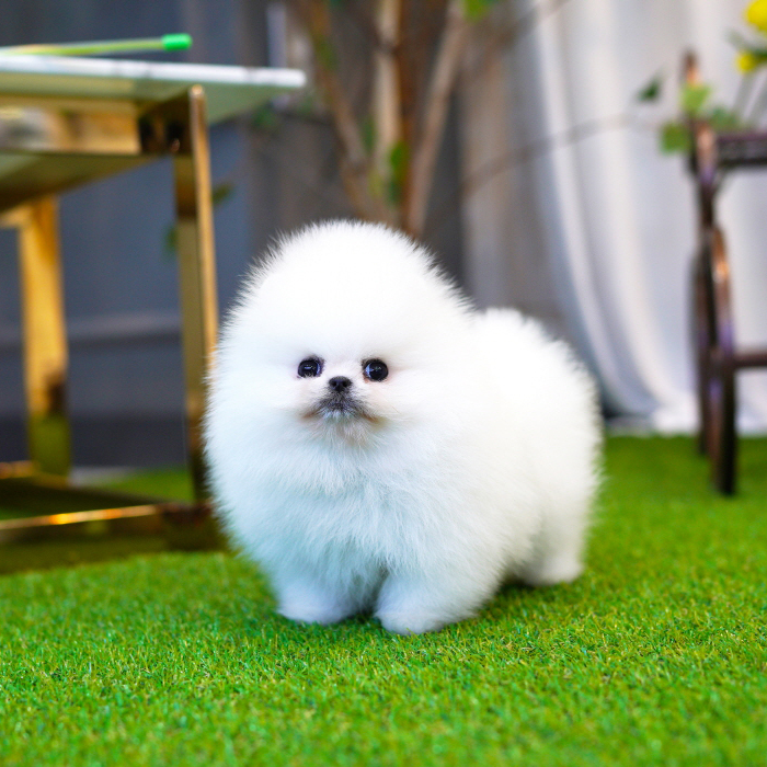 포메라니안(Pomeranian)
