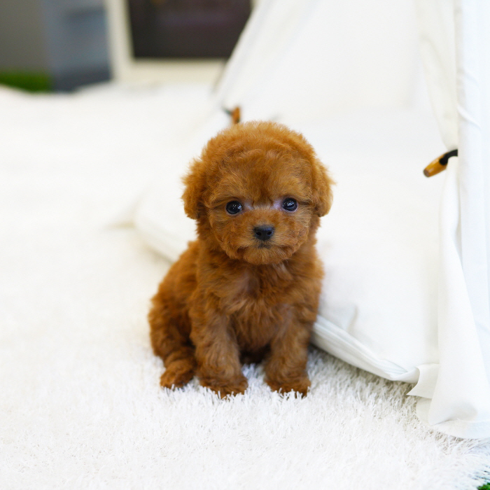 토이푸들(Toy Poodle)
