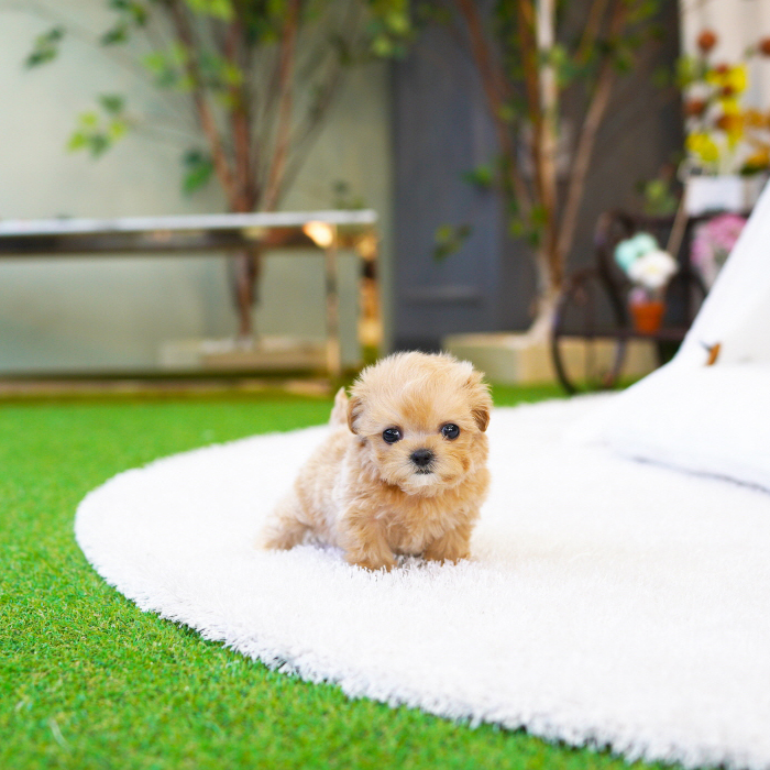 말티푸(Maltipoo)
