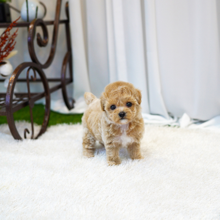 토이푸들(Toy Poodle)