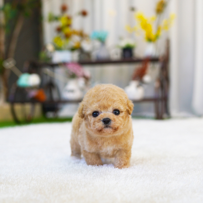 말티푸(Maltipoo)