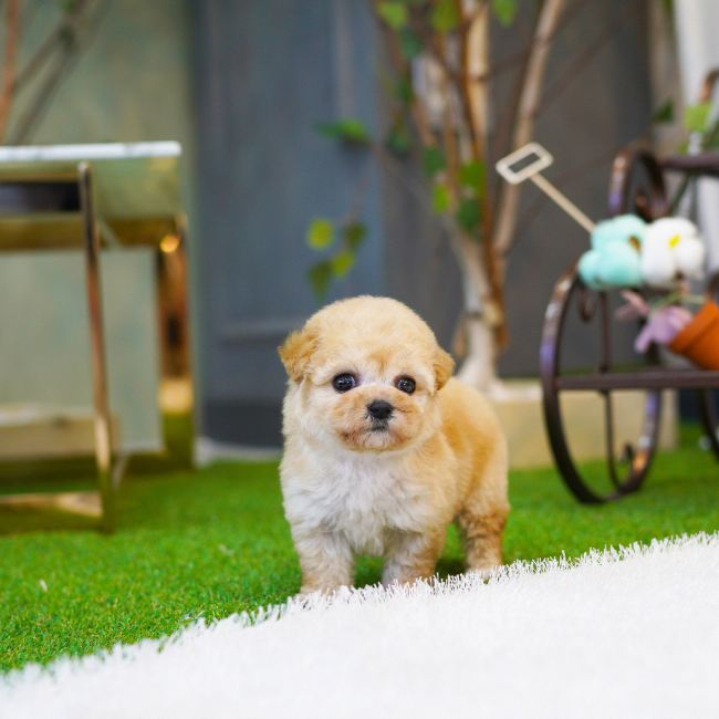 말티푸(Maltipoo)