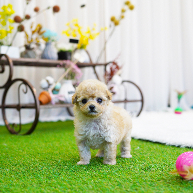 토이푸들(Toy Poodle)