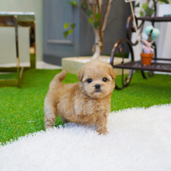 말티푸(Maltipoo)