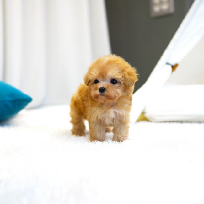 말티푸(Maltipoo)