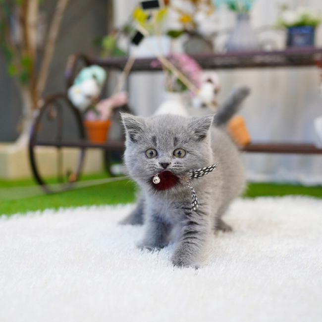 브리티시숏헤어(British Shorthair)