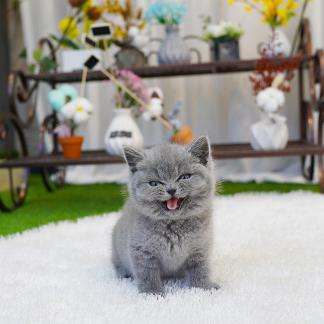 브리티시숏헤어(British Shorthair)