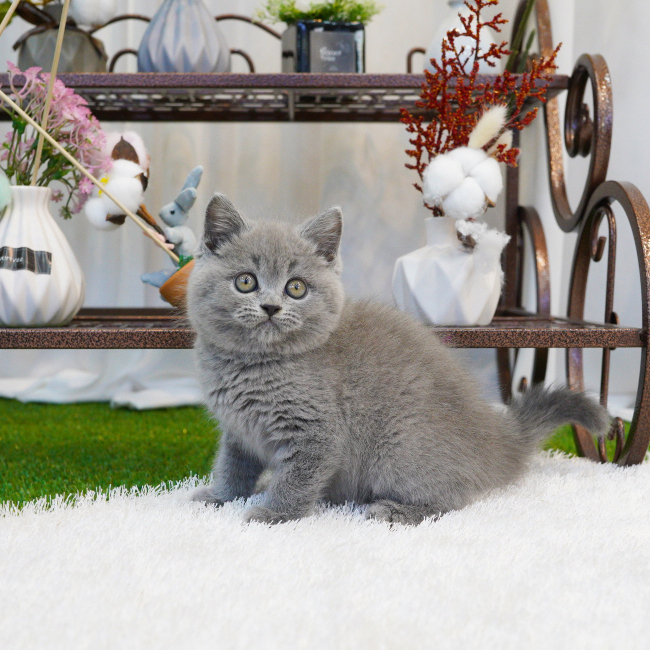 브리티시숏헤어(British Shorthair)