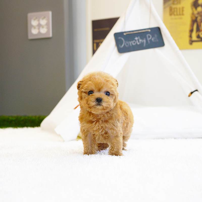 토이푸들(Toy Poodle)