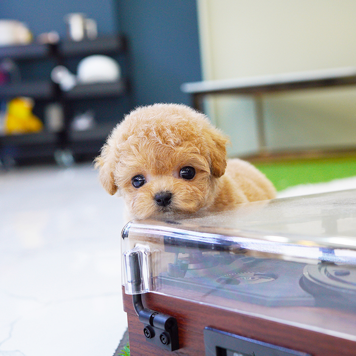 토이푸들(Toy Poodle)