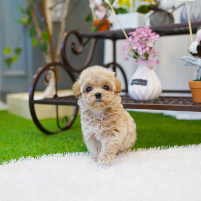 토이푸들(Toy Poodle)