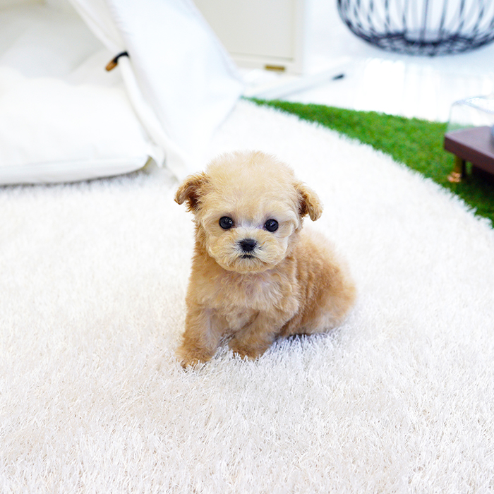토이푸들(Toy Poodle)