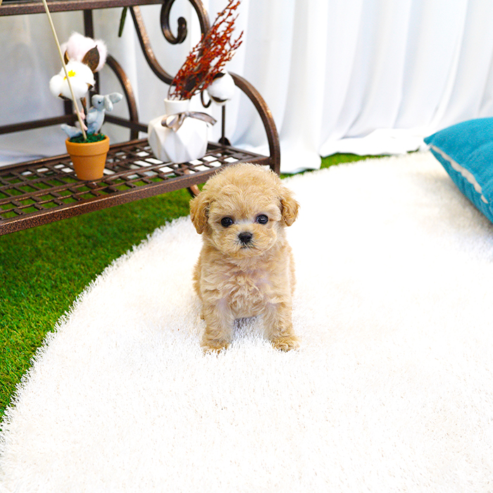 토이푸들(Toy Poodle)