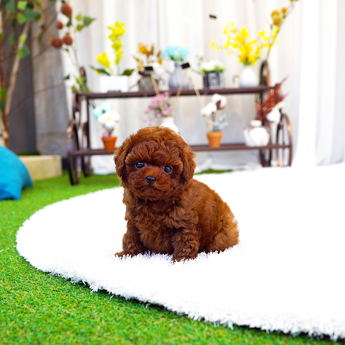토이푸들(Toy Poodle)
