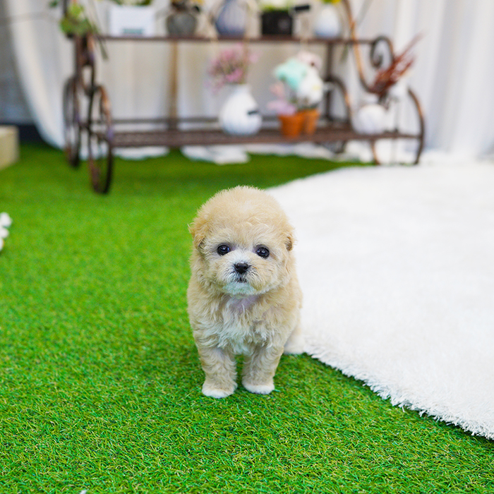 말티푸(Maltipoo)
