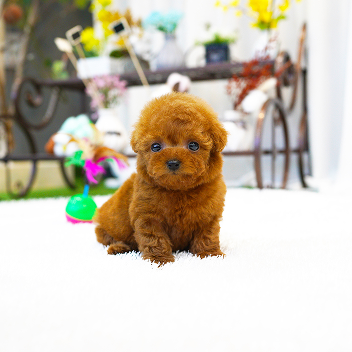 토이푸들(Toy Poodle)