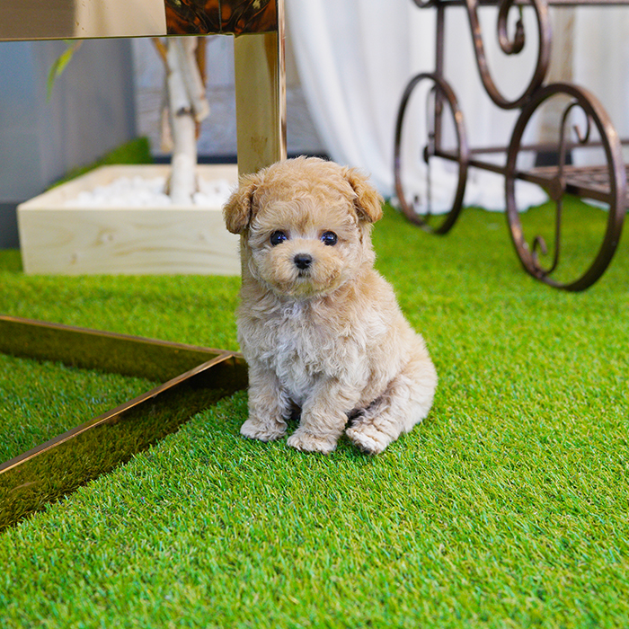 토이푸들(Toy Poodle)