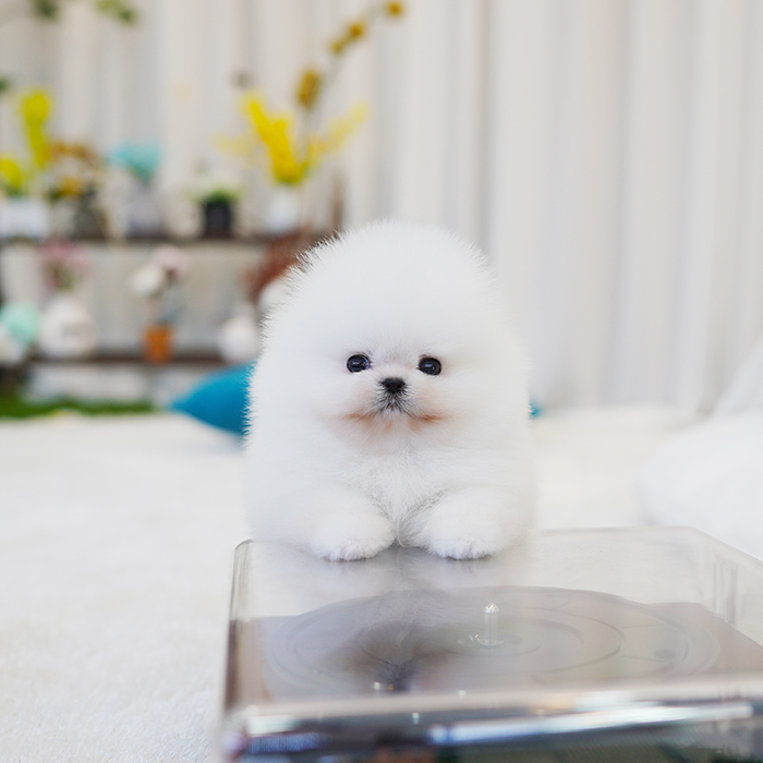 포메라니안(Pomeranian)