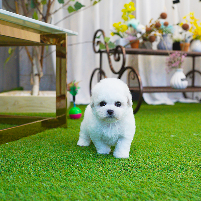 비숑프리제(Bichon Frise)
