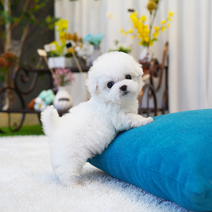 비숑프리제(Bichon Frise)