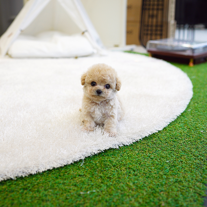 말티푸(Maltipoo)