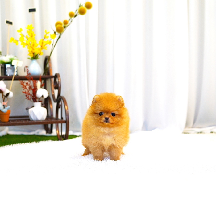 포메라니안(Pomeranian)